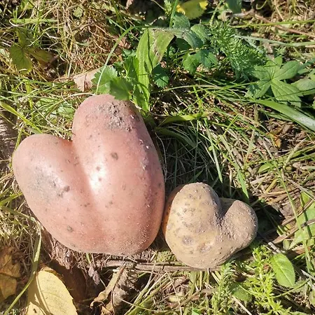 Landgasthof Steiner Πανδοχείο 2*