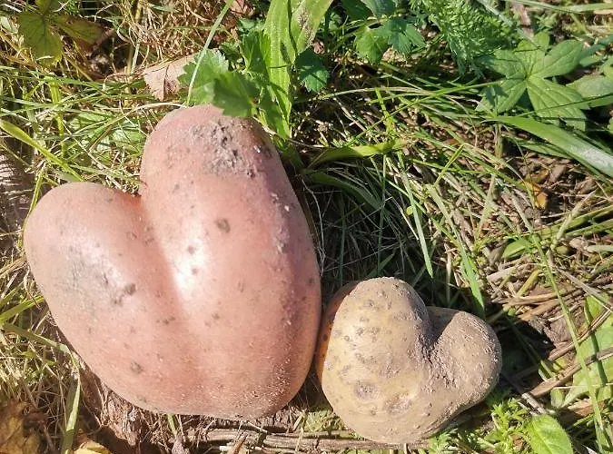 Landgasthof Steiner Inn 2*